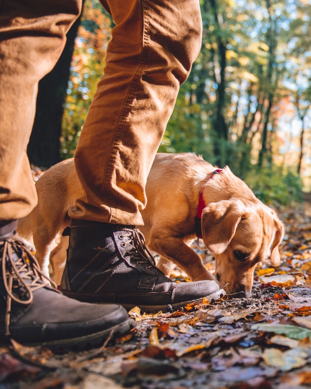 Bring 1 Pet Bring 1 Pet