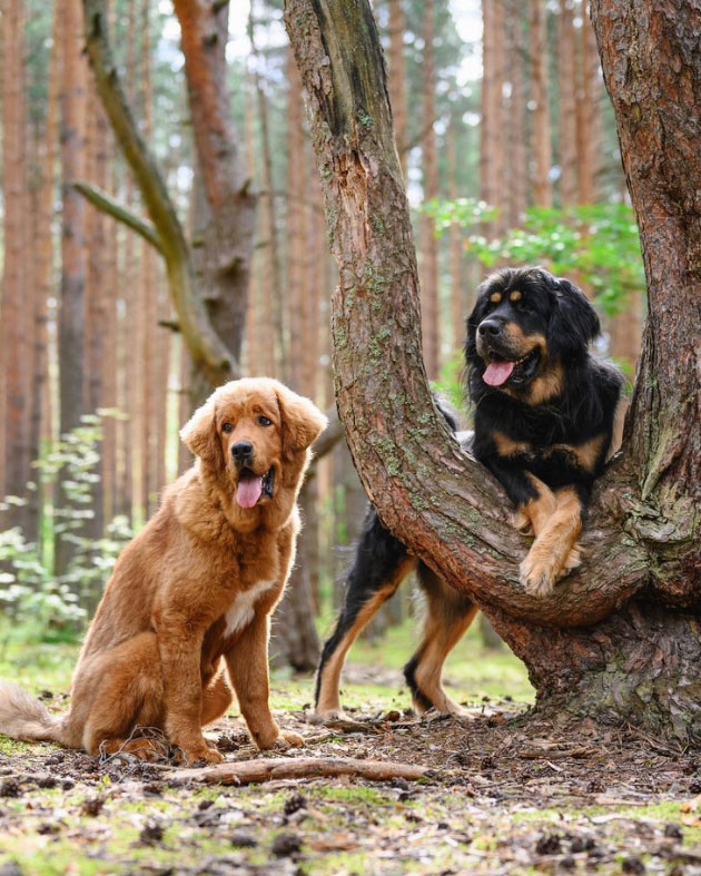 Bring 2 Pets Bring 2 Pets